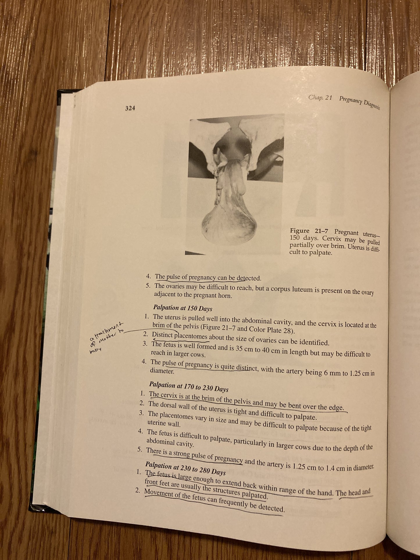 Applied Animal Reproduction (6th Edition) 6th Edition